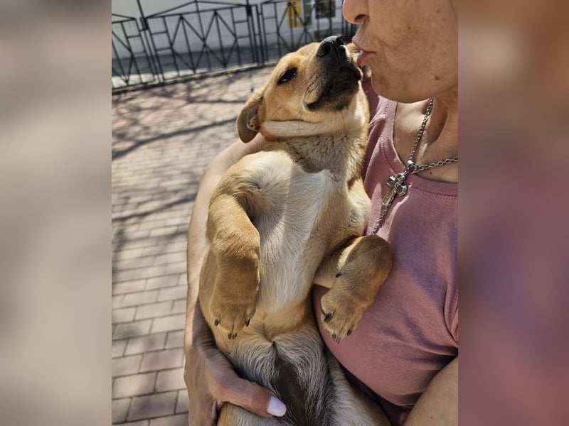 Supersüßes, kleines Welpenmädchen Bonnie