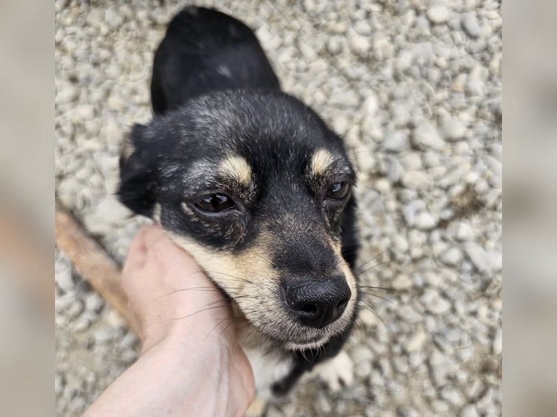 Kleine Hündin Bijou sucht Familie (D/LUX/CH)