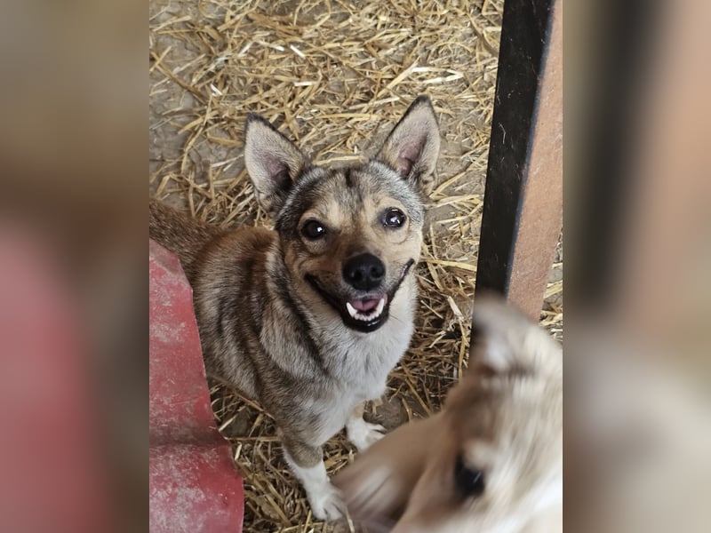 Kaylie - kleine, fürsorgliche Mama sucht ruhiges Zuhause