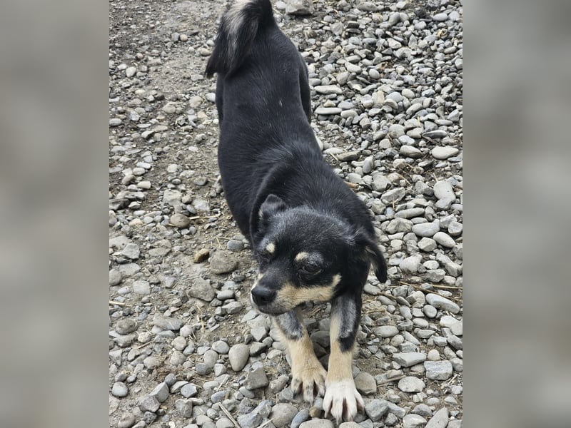 Kleine Hündin Bijou sucht Familie (D/LUX/CH)