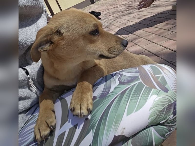 Supersüßes, kleines Welpenmädchen Bonnie