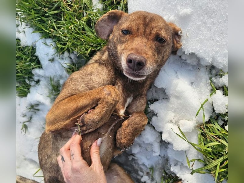 Welpenmädchen Sophie sucht liebevolle Familie