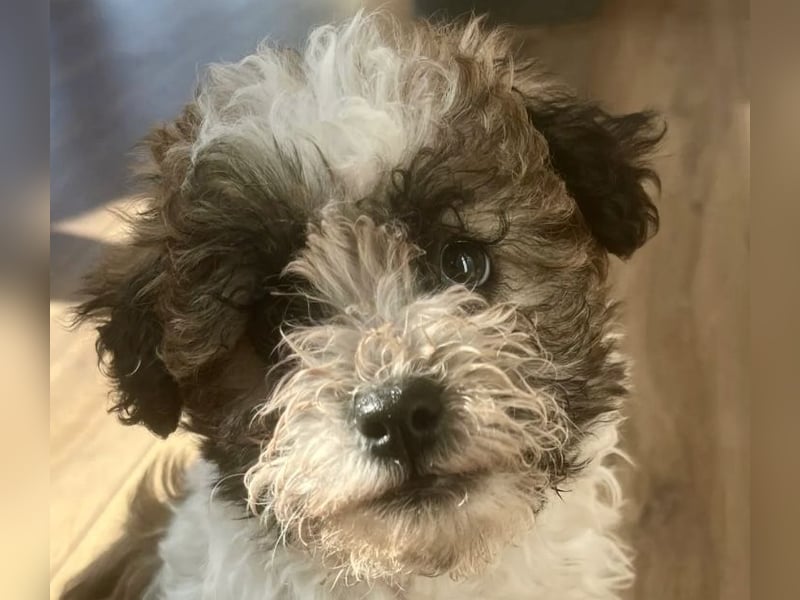 Der kleine Porto sucht ein Zuhause