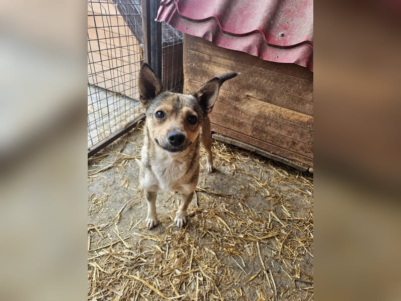 Kaylie - kleine, fürsorgliche Mama sucht ruhiges Zuhause