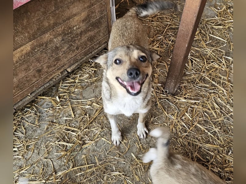 Kaylie - kleine, fürsorgliche Mama sucht ruhiges Zuhause