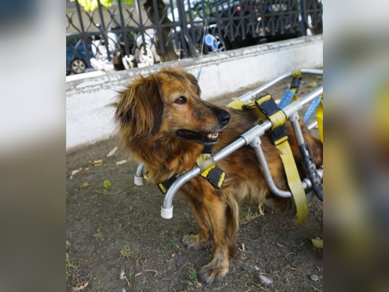 Lola - fröhliches Rollimädchen