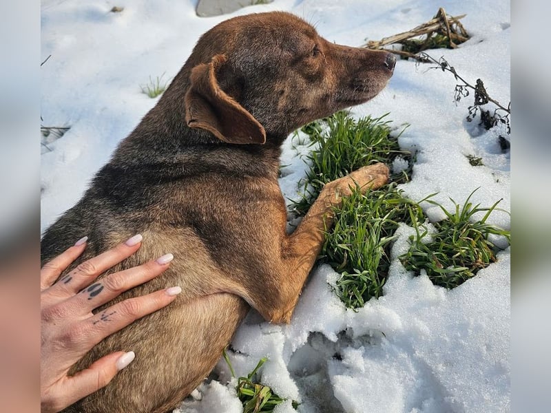 Welpenmädchen Sophie sucht liebevolle Familie
