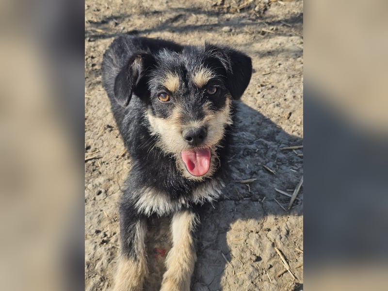 Kleiner, junger Rusty sucht liebevolles Zuhause (D/CH/LUX)
