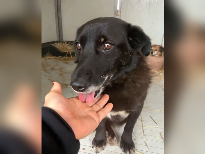 Moustache - perfekt für Familien oder Senioren