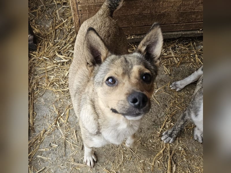 Kaylie - kleine, fürsorgliche Mama sucht ruhiges Zuhause