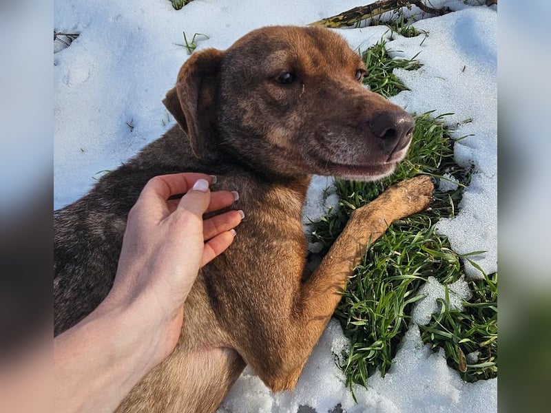 Welpenmädchen Sophie sucht liebevolle Familie
