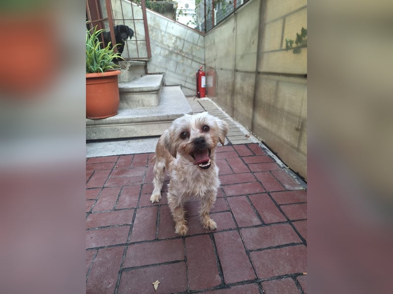 Kleine Ziva, gerettet von der Straße