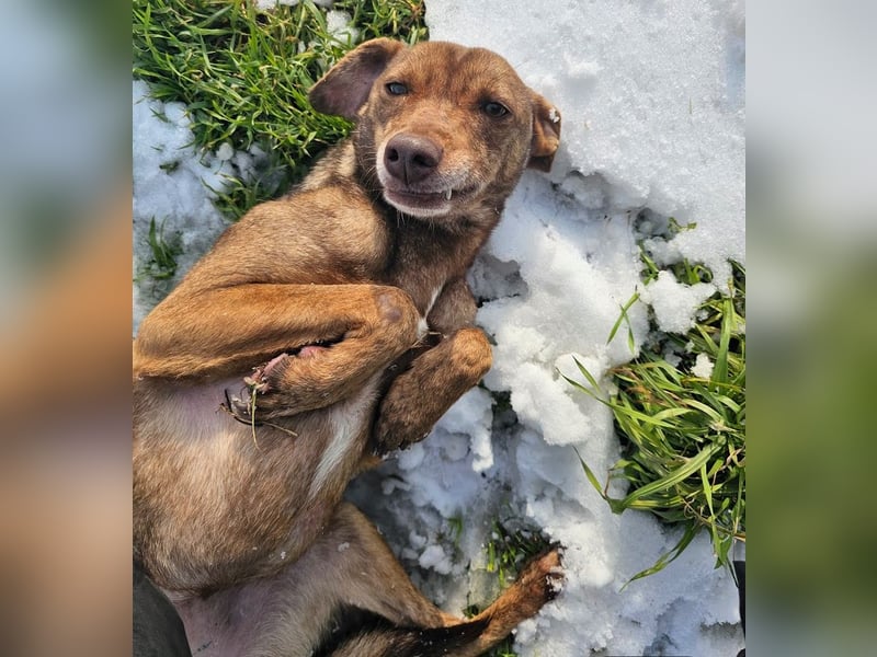 Welpenmädchen Sophie sucht liebevolle Familie