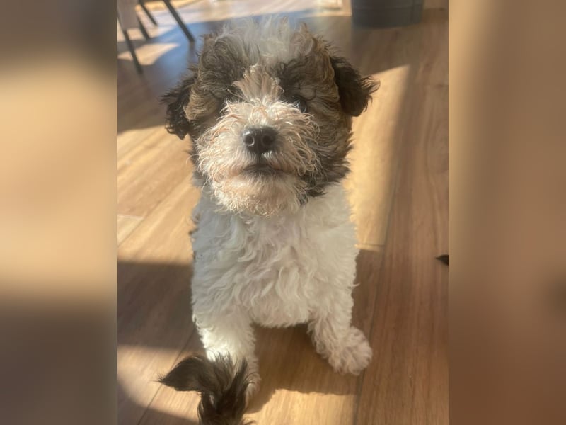 Der kleine Porto sucht ein Zuhause