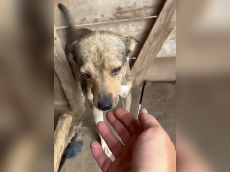 Kaylie - kleine, fürsorgliche Mama sucht ruhiges Zuhause