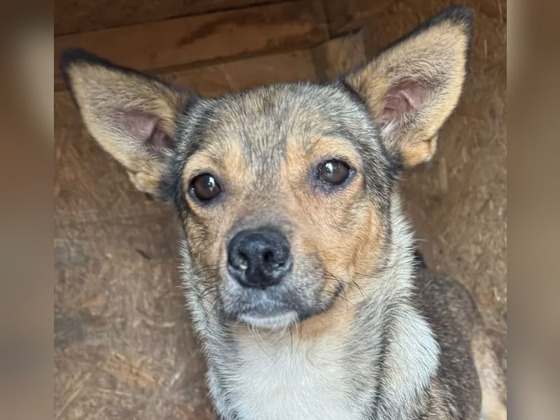 Kaylie - kleine, fürsorgliche Mama sucht ruhiges Zuhause