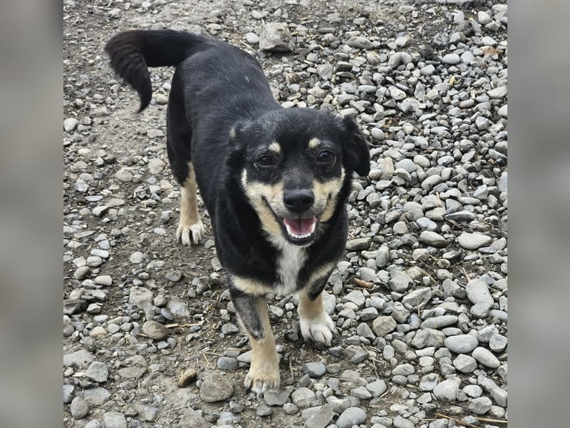 Kleine Hündin Bijou sucht Familie (D/LUX/CH)