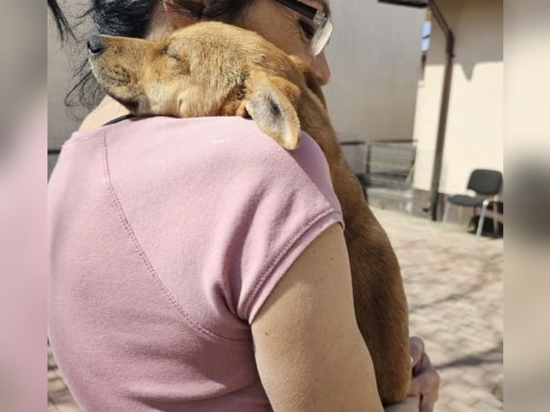 Supersüßes, kleines Welpenmädchen Bonnie