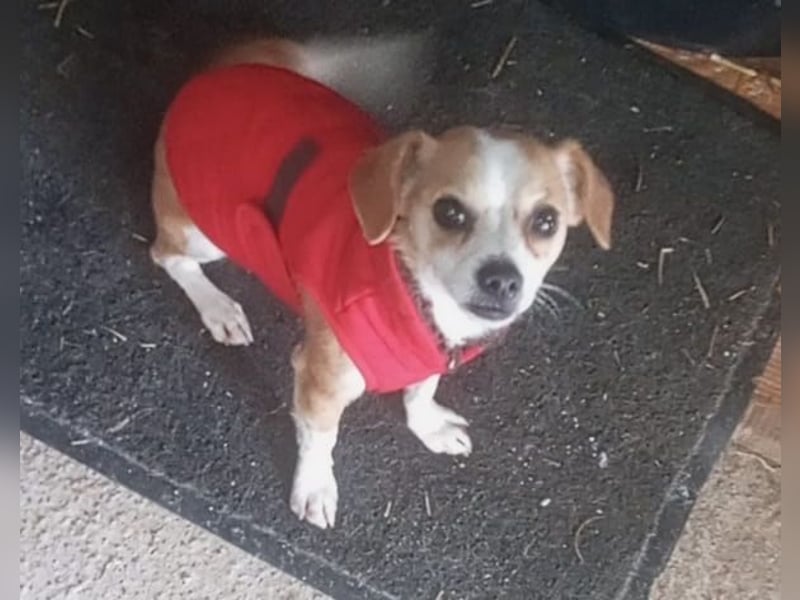 Kleines Welpenmädchen Dolly sucht Zuhause