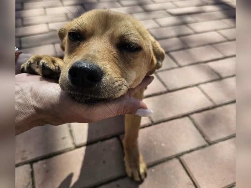Supersüßes, kleines Welpenmädchen Bonnie