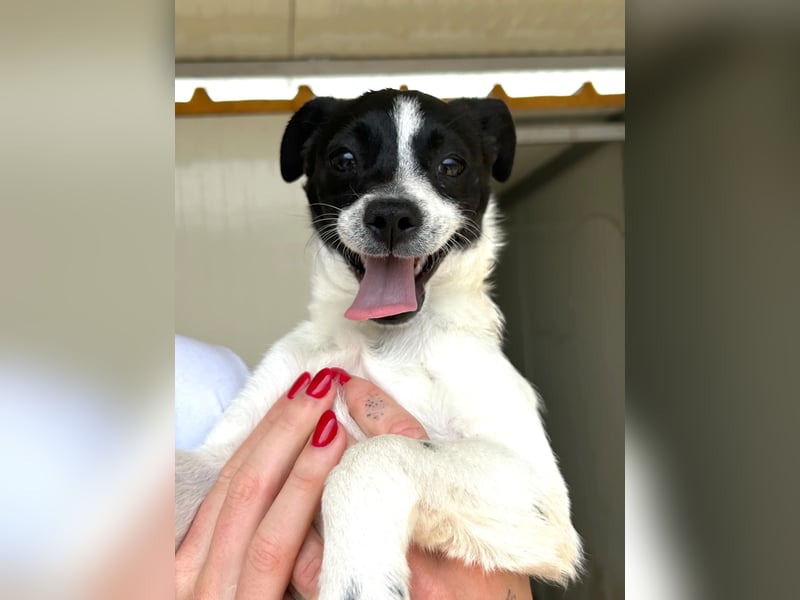 Milky - kleinbleibendes Welpenmädchen sucht Anschluss