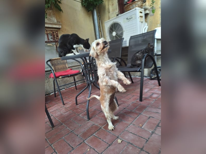 Kleine Ziva, gerettet von der Straße