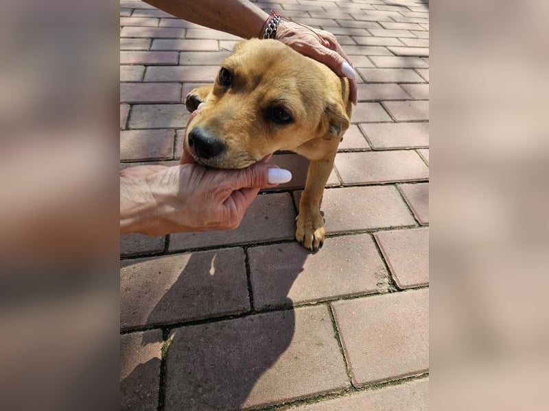 Supersüßes, kleines Welpenmädchen Bonnie