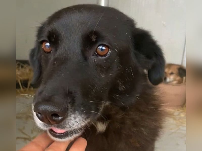 Moustache - perfekt für Familien oder Senioren