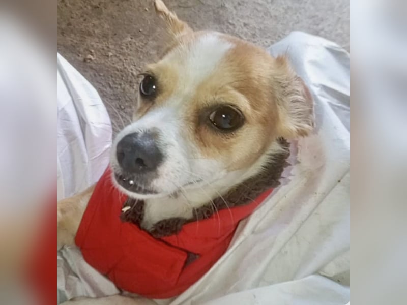 Kleines Welpenmädchen Dolly sucht Zuhause