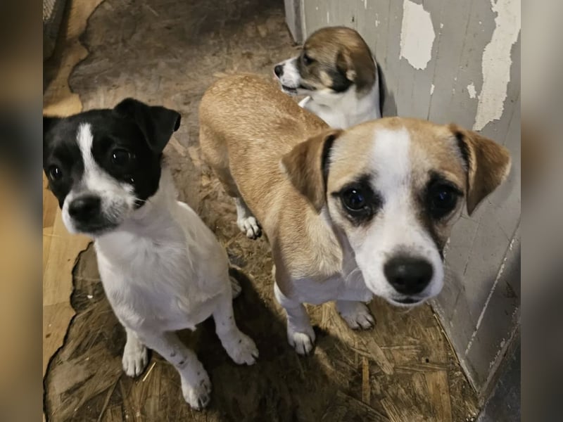 Kleines Welpenmädchen Dolly sucht Zuhause