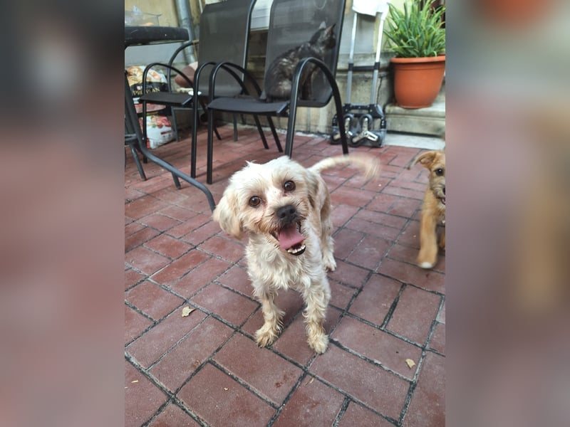 Kleine Ziva, gerettet von der Straße