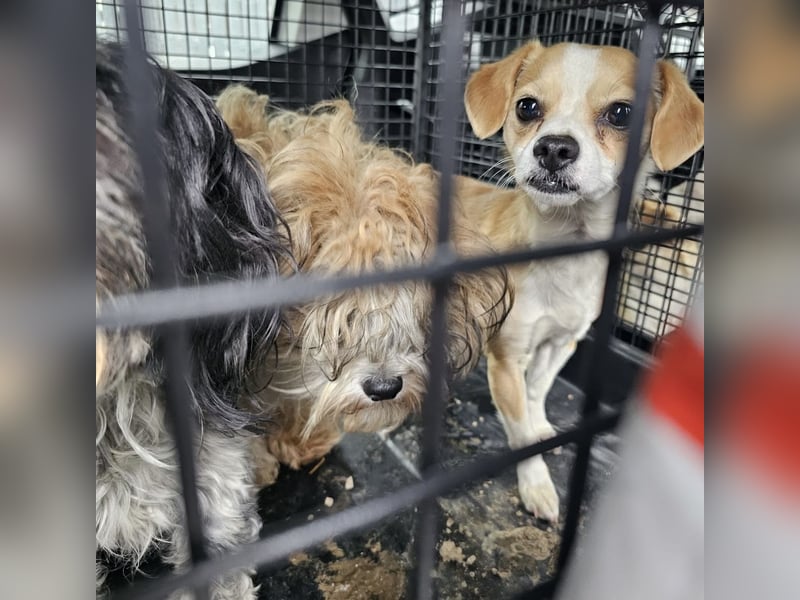 Kleines Welpenmädchen Dolly sucht Zuhause