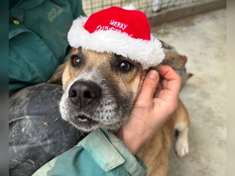 Storm - klein und sanft