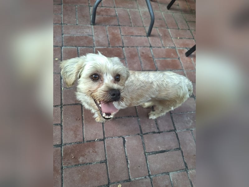 Kleine Ziva, gerettet von der Straße