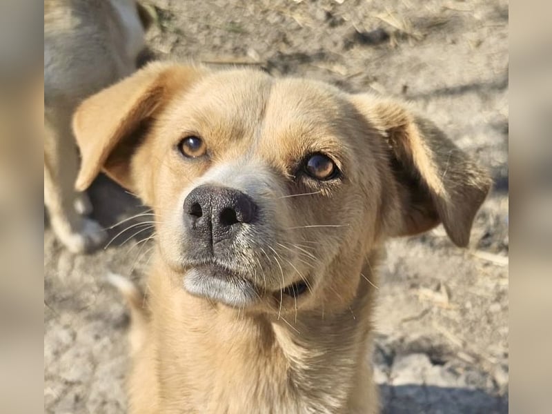 Lieber, kleiner Junghund Albert sucht Körbchen