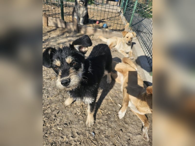 Kleiner, junger Rusty sucht liebevolles Zuhause (D/CH/LUX)