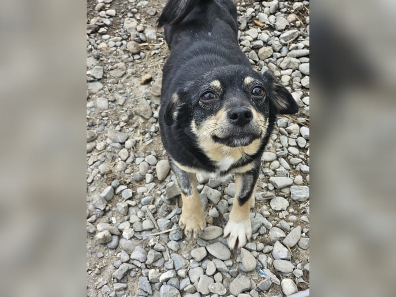 Kleine Hündin Bijou sucht Familie (D/LUX/CH)