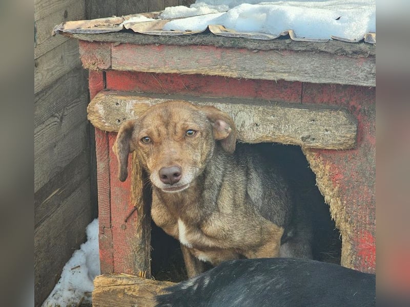 Welpenmädchen Sophie sucht liebevolle Familie