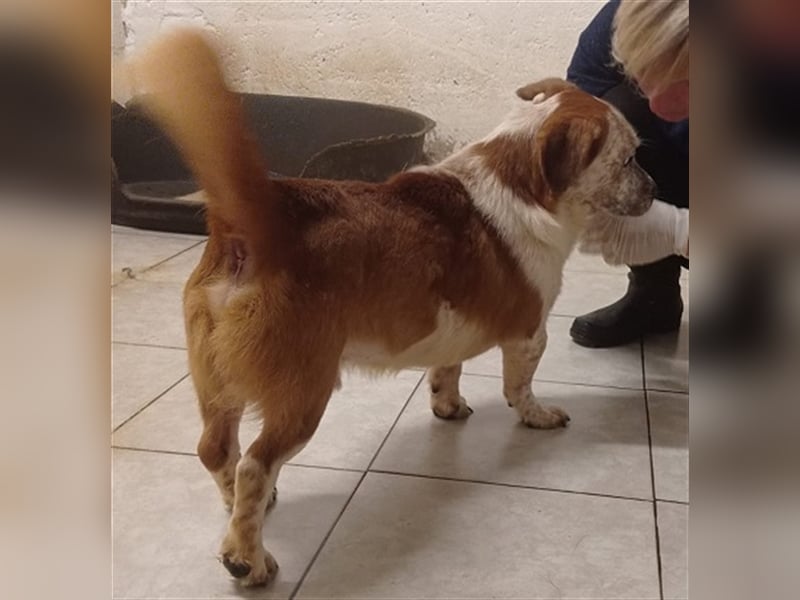 Zbelava - besonderer Hund für besondere Menschen