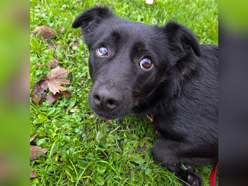NOTFALL Tiana - Kleine Zaubermaus sucht Happy End