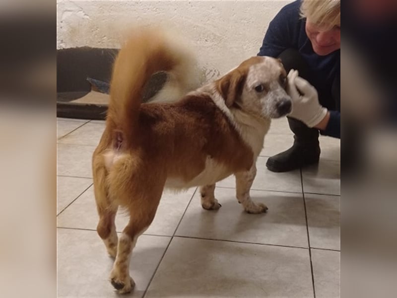 Zbelava - besonderer Hund für besondere Menschen