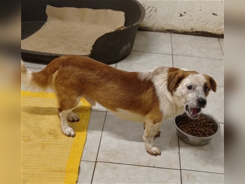 Zbelava - besonderer Hund für besondere Menschen