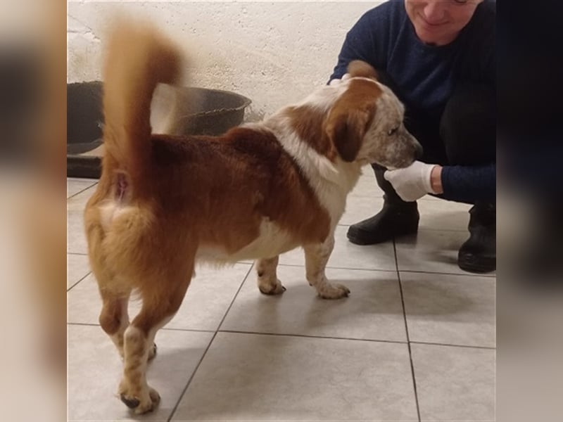 Zbelava - besonderer Hund für besondere Menschen