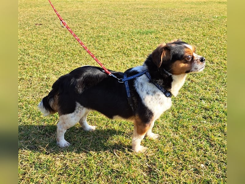 Bianca - Disney lässt grüßen