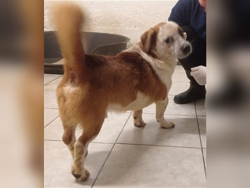 Zbelava - besonderer Hund für besondere Menschen