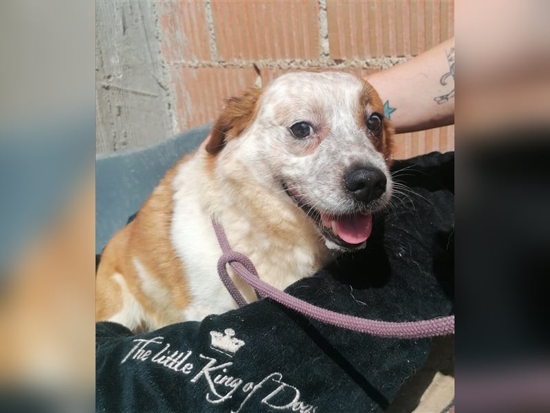 Zbelava - besonderer Hund für besondere Menschen