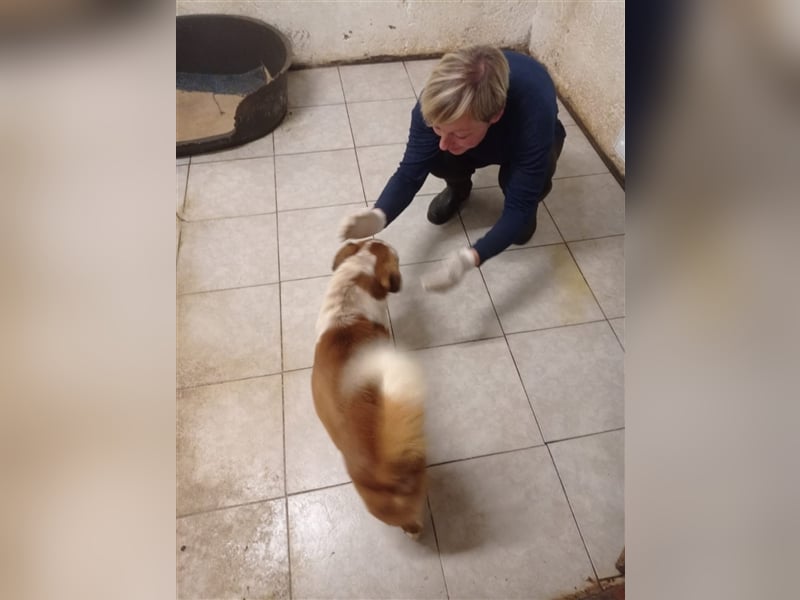 Zbelava - besonderer Hund für besondere Menschen