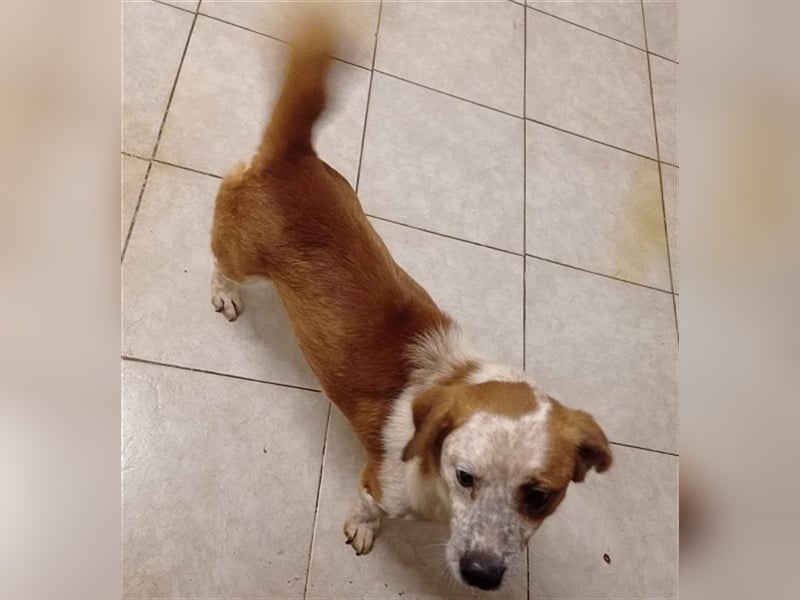 Zbelava - besonderer Hund für besondere Menschen