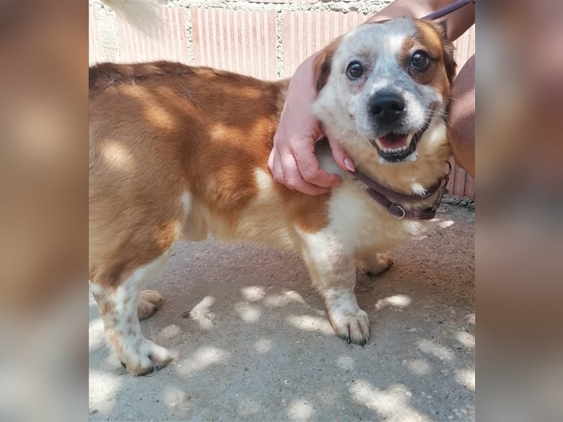 Zbelava - besonderer Hund für besondere Menschen