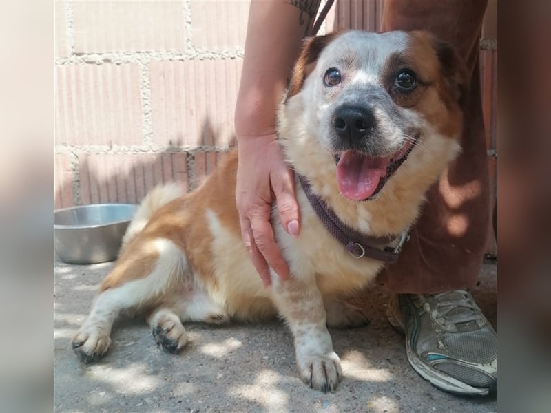 Zbelava - besonderer Hund für besondere Menschen